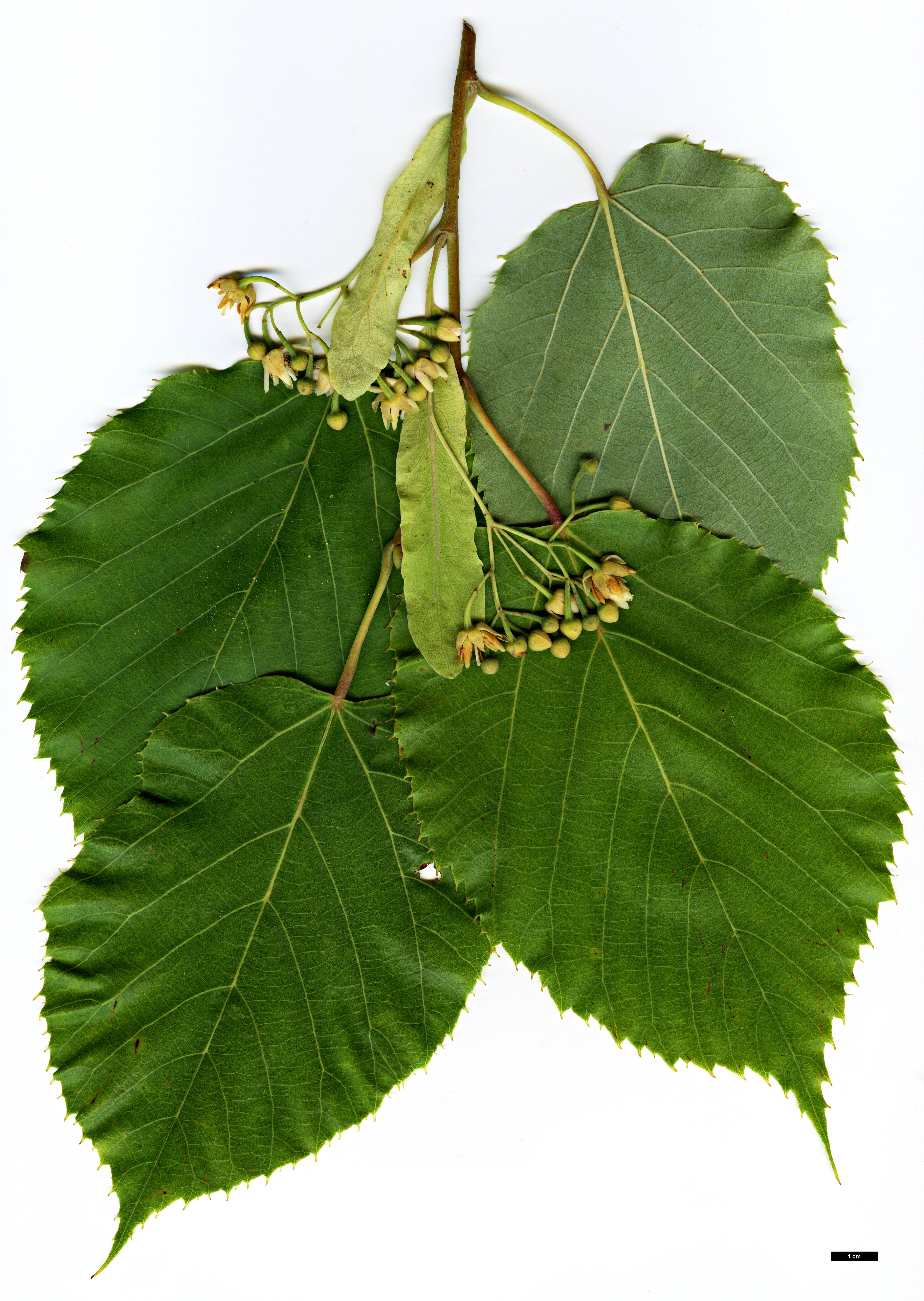 High resolution image: Family: Malvaceae - Genus: Tilia - Taxon: caroliniana